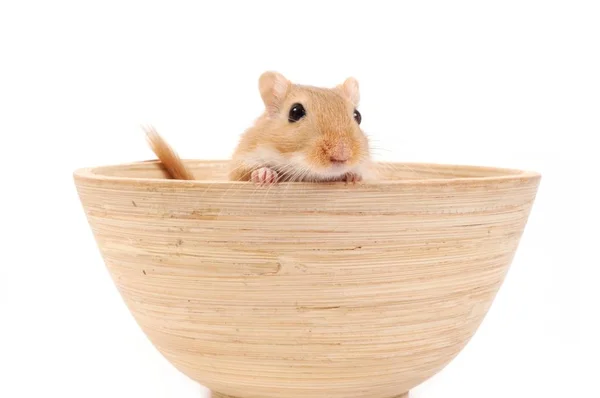 Hamster Dans Bol — Photo