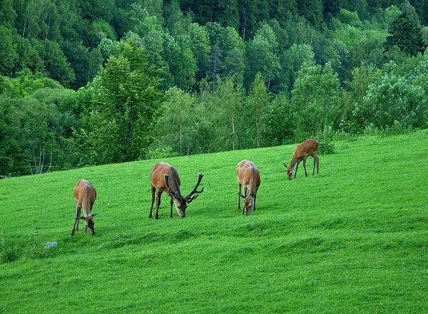 Pferde Tagsüber Freien — Stockfoto