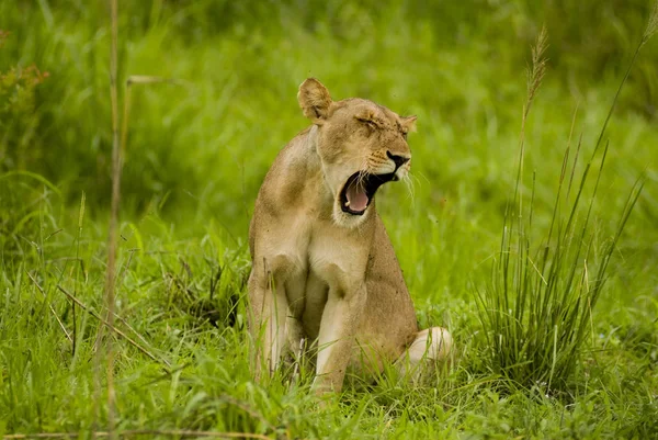 Leão Predador Animal Predador Felino — Fotografia de Stock