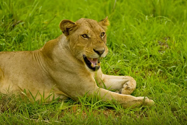 León Depredador Animal Depredador Felino —  Fotos de Stock