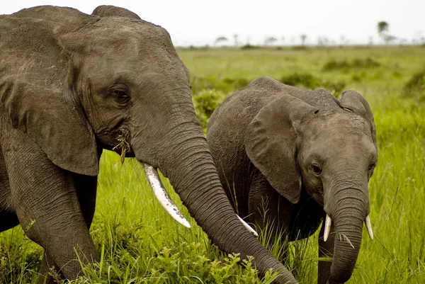 Ssak Afrykański Słoń — Zdjęcie stockowe