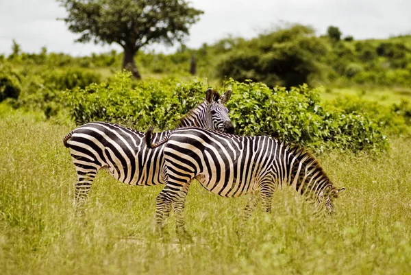 Preto Branco Listrado Zebra Animal Mamífero — Fotografia de Stock