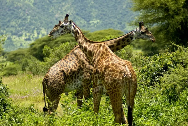 Herbívoro Girafas Animais Selvagens — Fotografia de Stock