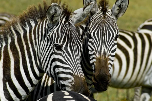 Czarno Białe Paski Zebra Zwierzę Ssak — Zdjęcie stockowe
