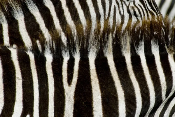 사바나의 동식물의 — 스톡 사진