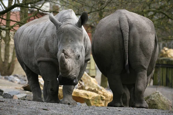 Closeup Animal Zoo — Stock Photo, Image