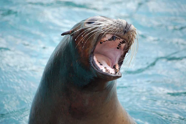 アザラシ 海洋動物 — ストック写真