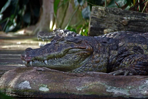 Krokodýlí Nebezpečné Plazí Zvíře — Stock fotografie