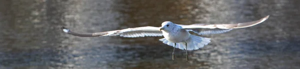 Vue Panoramique Magnifique Oiseau Mouette Mignon — Photo