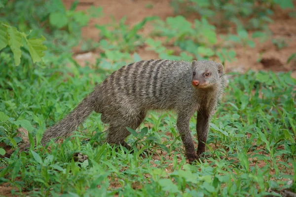 Scena Della Fauna Selvatica Bella Natura — Foto Stock