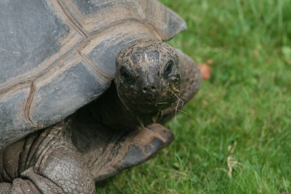 Sköldpaddsreptil Djurvarelse — Stockfoto