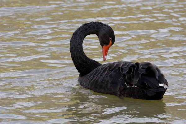 Malerischer Blick Auf Majestätische Schwäne Der Natur — Stockfoto