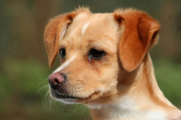 かわいい犬の肖像画 — ストック写真