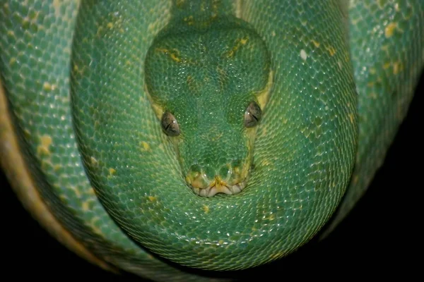 Reptile Serpent Monde Animal — Photo