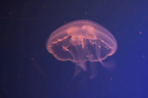 Jellyfish Sea Underwater Sea Life Creature — Stock Photo, Image