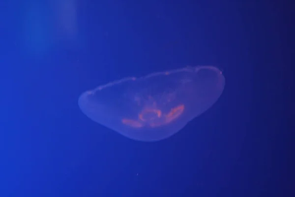 Medúzy Moře Pod Vodou Mořský Život — Stock fotografie