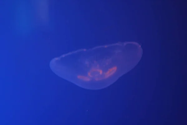 Jellyfish Sea Underwater Sea Life — Stock Photo, Image