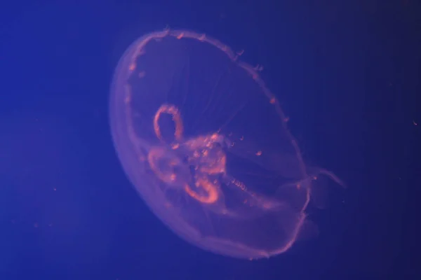 Jellyfish Sea Underwater Sea Life — Stock Photo, Image