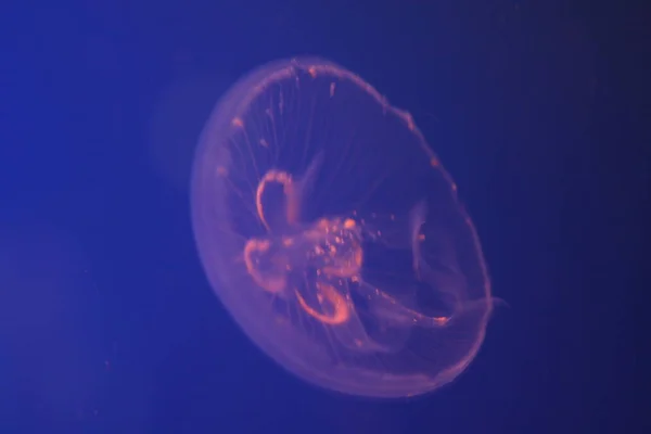 Jellyfish Sea Underwater Sea Life — Stock Photo, Image