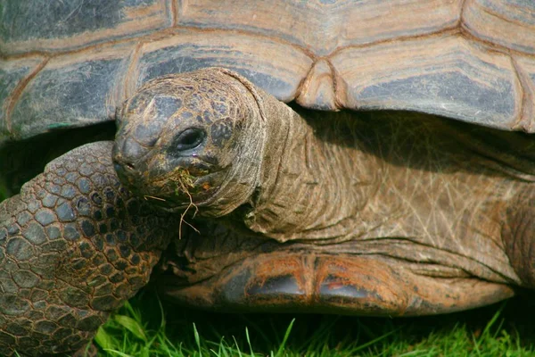 Tortuga Reptil Criatura Animal — Foto de Stock