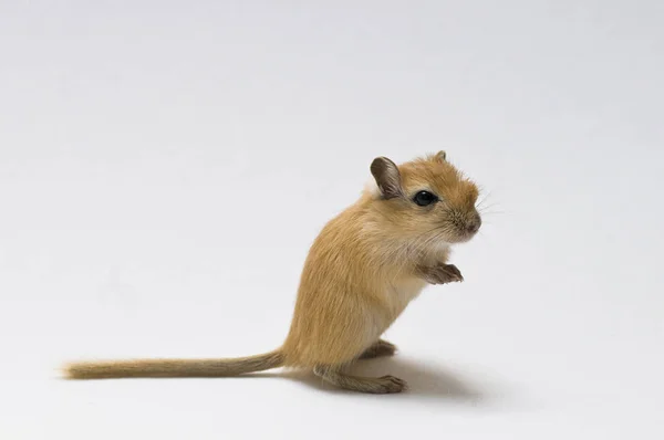 沙鼠小动物 — 图库照片
