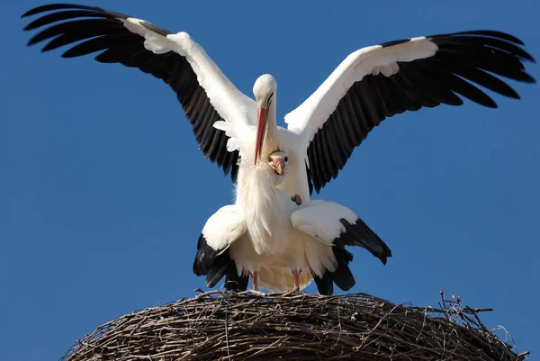 Schilderachtig Uitzicht Prachtige Ooievaar Vogel Natuur — Stockfoto