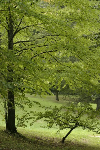 Bel Colpo Botanico Carta Parati Naturale — Foto Stock