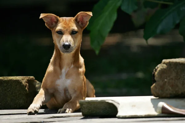 a curious dog on a footbridge in sri lanka.