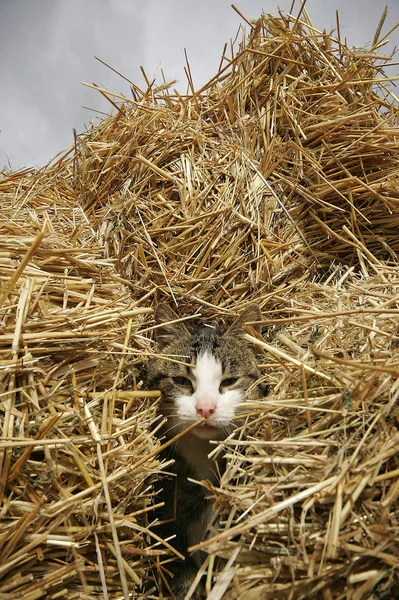 Een Kat Haar Schuilplaats Een Hooiberg — Stockfoto