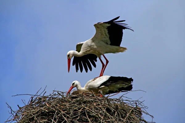 Stork Bird Wildlife Natura Fauna — Stock Photo, Image
