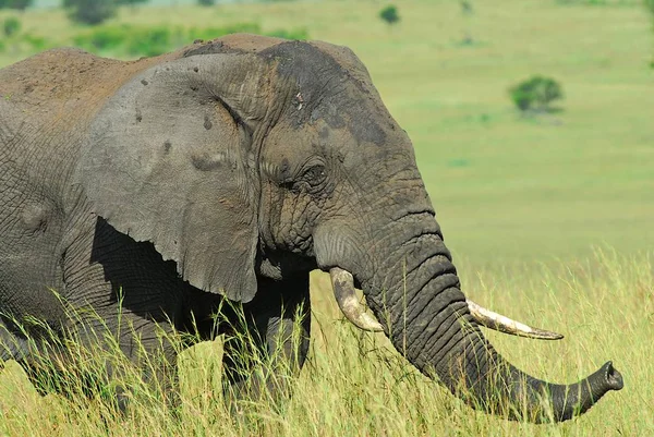 Afrikanisches Säugetier Elefant — Stockfoto
