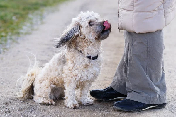 Şirin Bir Köpeğin Portresi — Stok fotoğraf