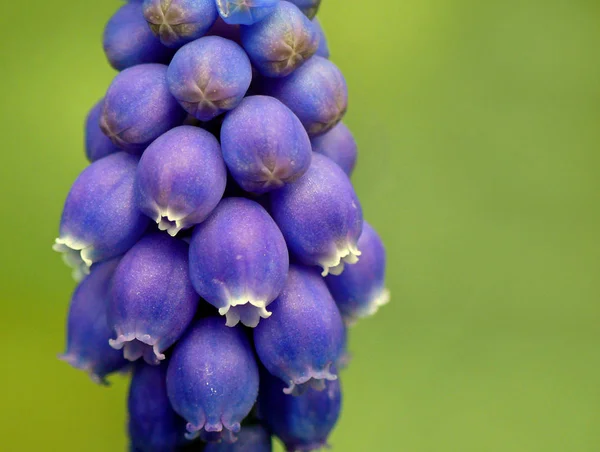 Pequeno Jacinto Uva Muscari Botryoides — Fotografia de Stock