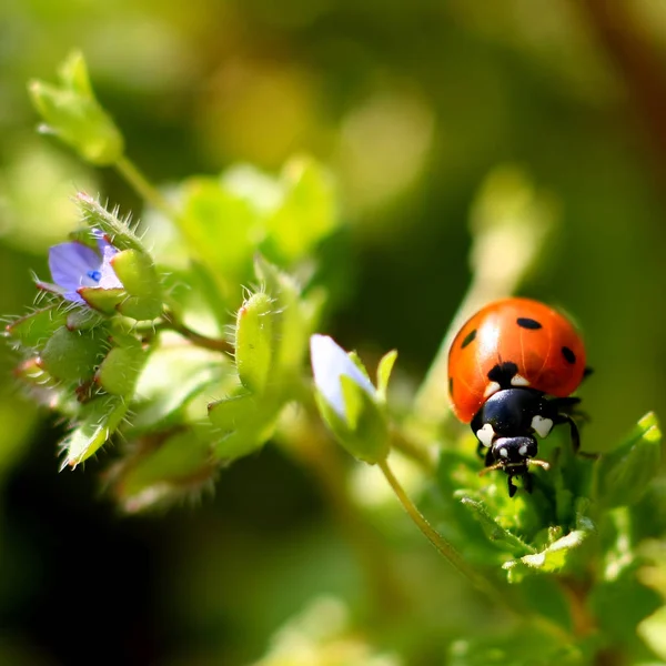 Close Bekijken Van Schattig Lieveheersbeestje — Stockfoto