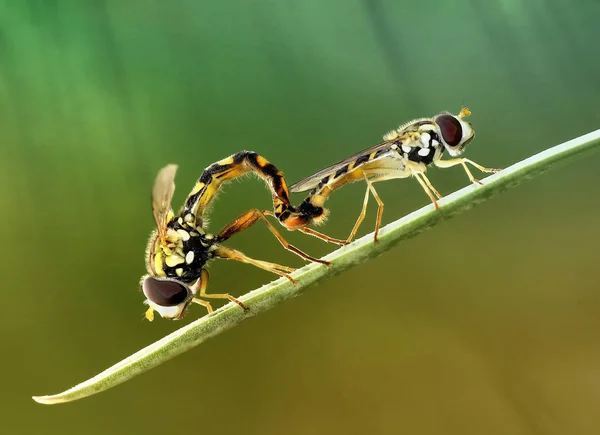 Închiderea Bug Ului Natură Sălbatică — Fotografie, imagine de stoc