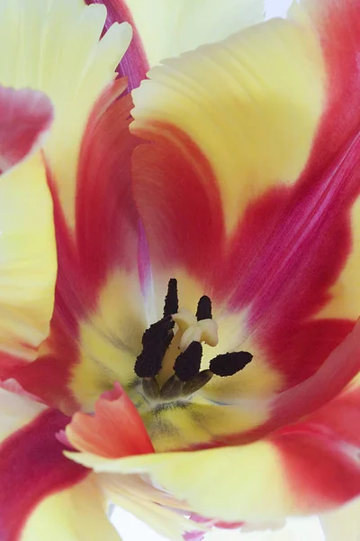 Γραφική Θέα Της Όμορφης Τουλίπας Λουλούδι — Φωτογραφία Αρχείου