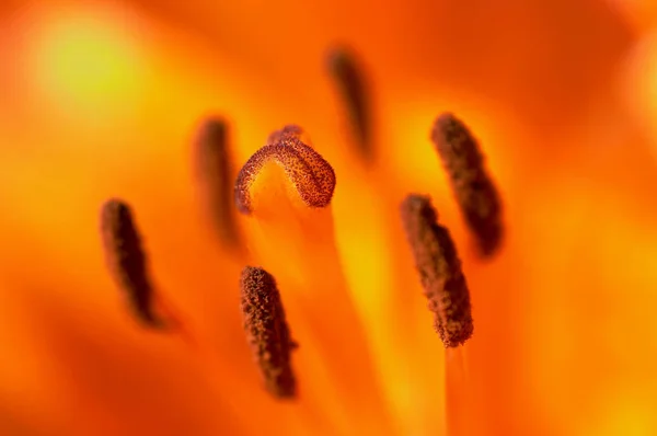 Vista Primer Plano Hermosa Flor Lirio — Foto de Stock