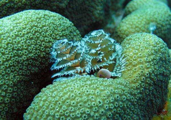 Corales Blandos Aguas Profundas — Foto de Stock