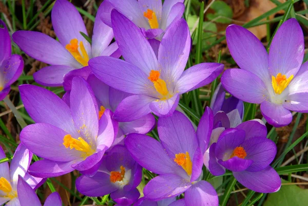 Crocus Flowers Petals Spring Flora — Stock Photo, Image