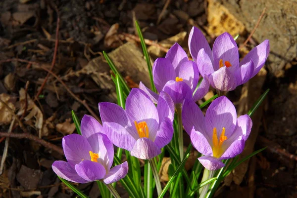 Crocuses Blooming Flowers Nature Flora — Stock Photo, Image