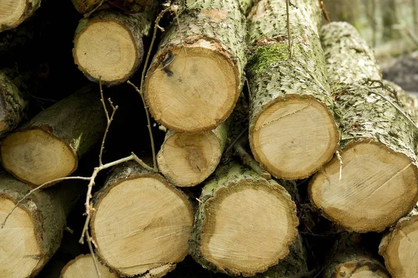 Holz Brennholz Holzscheit — Stockfoto
