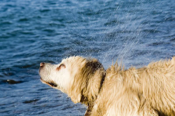 Portrait Cute Dog — Stock Photo, Image