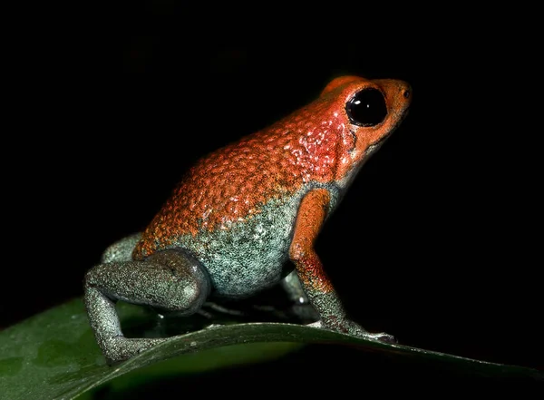 Amfibisch Dier Wilde Kikker — Stockfoto