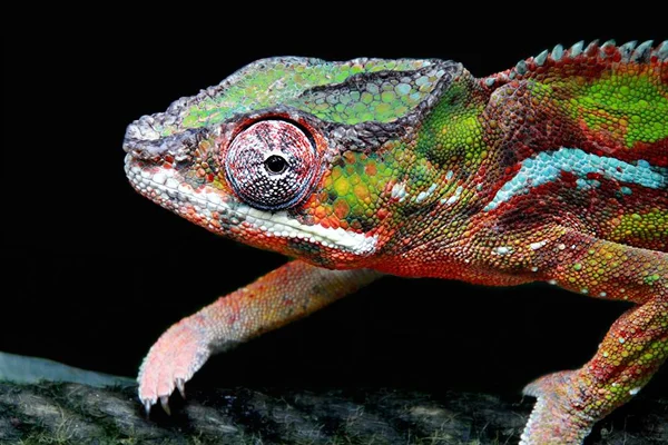 Réptil Lagarto Exótico Camaleão — Fotografia de Stock