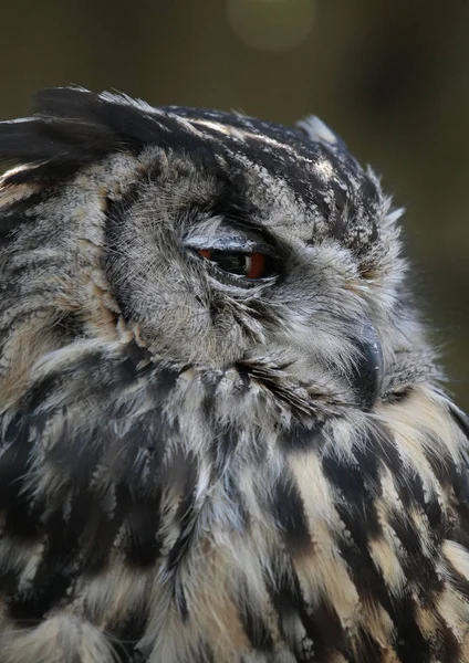 Nahaufnahme Einer Niedlichen Eule Wilder Natur — Stockfoto