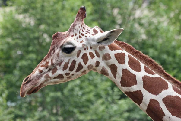 Jirafa Animal Mamífero Herbívoro Africano — Foto de Stock