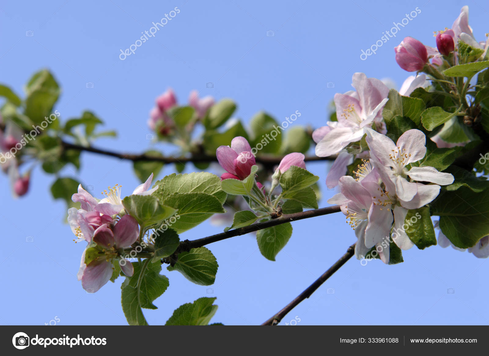 正在开花的苹果树——图库图片© PantherMediaSeller #333961088, image size:1600x1163