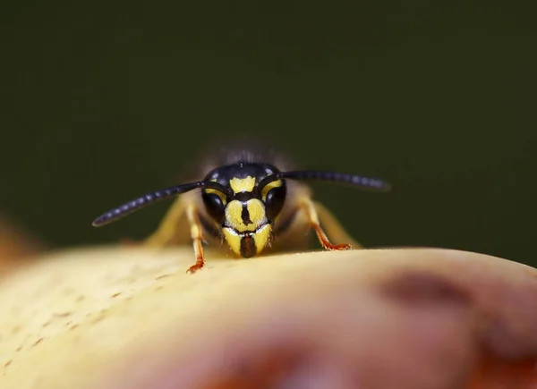 Nahaufnahme Von Wanzen Der Wilden Natur — Stockfoto