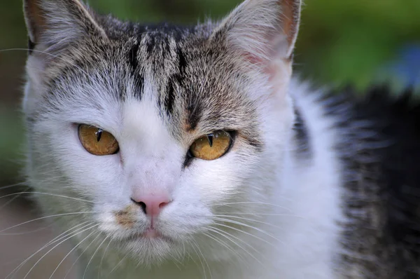 Retrato Lindo Gato — Foto de Stock