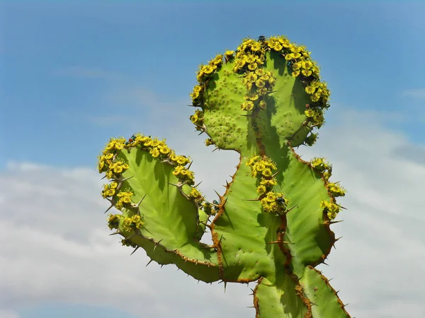 Piękne Botaniczne Ujęcie Naturalna Tapeta — Zdjęcie stockowe